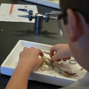 3rd graders get up close to squid as they dissect them.